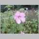../flowers/flower2.JPG
